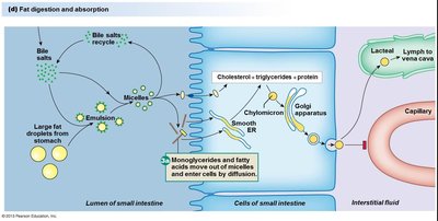 Fat digestion and absorption, step 1-4