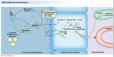 Fat digestion and absorption, step 1-4