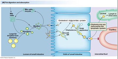 Fat digestion and absorption, step 1-4