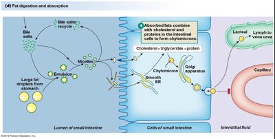 Fat digestion and absorption, step 1-5