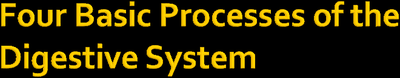 Four Basic Processes of the Digestive System
