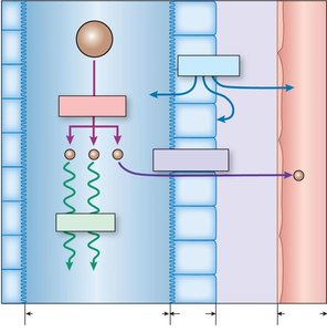 Diagram showing secretion, digestion, absorption, and motility across the gut wall