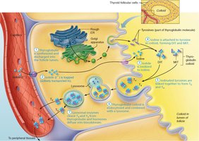 Synthesis of thyroid hormone, step 7