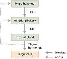 Regulation of thyroid hormone secretion