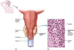 The parathyroid glands