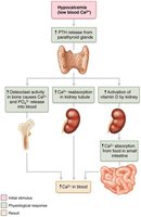 Effects of parathyroid hormone on bone, kidneys, and intestine