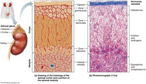 Microscopic structure of the adrenal gland