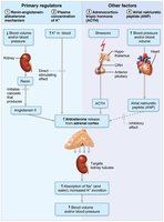 Major mechanisms controlling aldosterone release