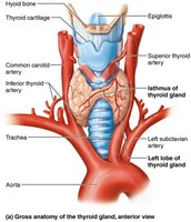 Gross anatomy of the thyroid gland, anterior view