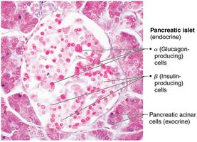 Photomicrograph of pancreatic tissue