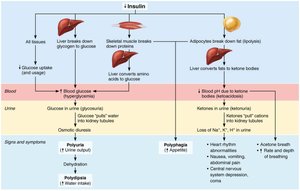 Consequences of insulin deficit (diabetes mellitus)