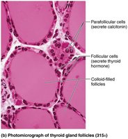 Photomicrograph of thyroid gland follicles