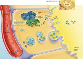 Synthesis of thyroid hormone, step 1