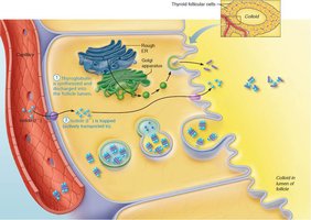 Synthesis of thyroid hormone, step 2