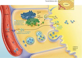 Synthesis of thyroid hormone, step 3