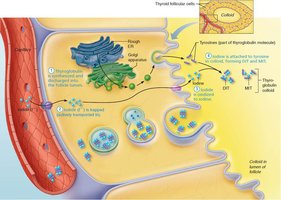 Synthesis of thyroid hormone, step 4