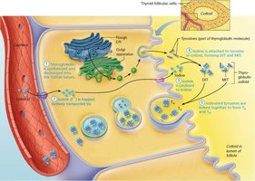 Synthesis of thyroid hormone, step 5