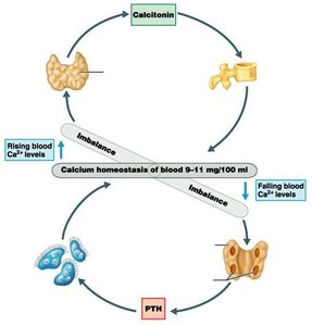 Calcitonin and PTH regulation of calcium homeostasis