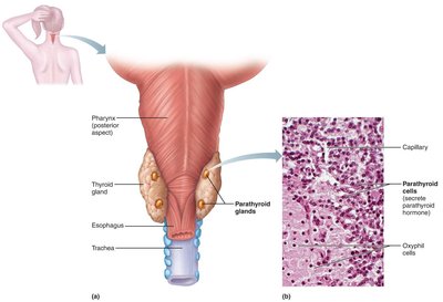 Anatomy and histology of the parathyroid glands