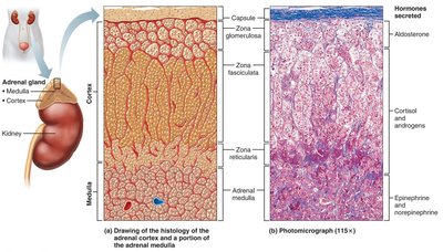 Histology of the adrenal gland