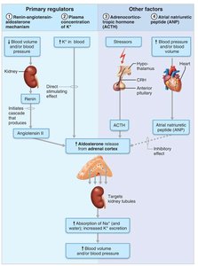 Major mechanisms controlling aldosterone release