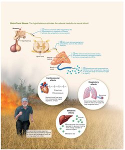 Short-term stress response via adrenal medulla