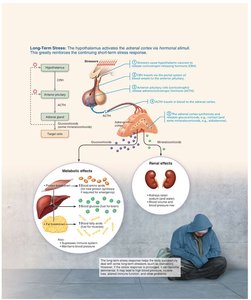 Long-term stress response via adrenal cortex