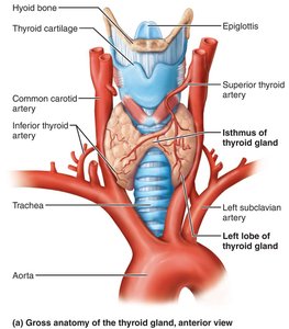 Gross anatomy of the thyroid gland, anterior view
