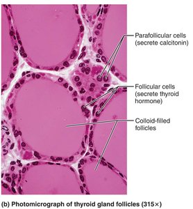 Photomicrograph of thyroid gland follicles