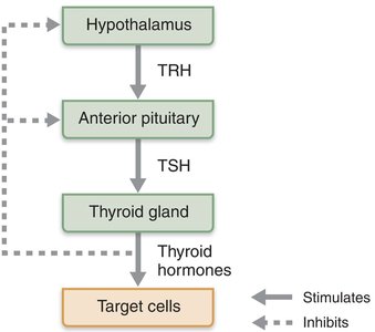 Hypothalamic-pituitary-thyroid axis