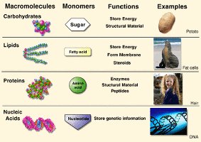 Summary table of biomolecules: monomers, functions, examples
