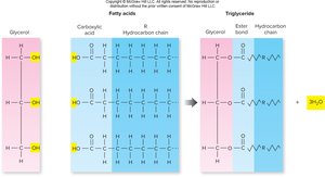 Formation of triglyceride from glycerol and fatty acids