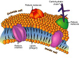 Phospholipid bilayer in cell membrane