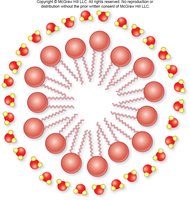Micelle structure formed by phospholipids
