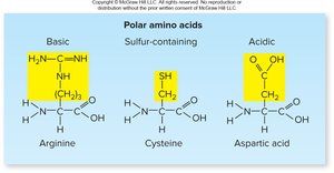 Examples of amino acid functional groups