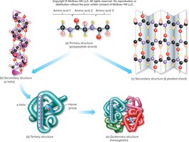 Levels of protein structure: primary, secondary, tertiary, quaternary