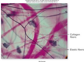 Collagen fibers as an example of structural protein