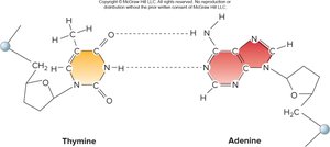 Thymine and adenine base pairing in DNA
