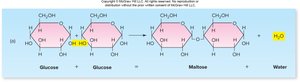 Dehydration synthesis reaction forming maltose and water