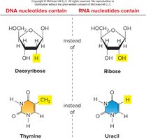 Comparison of DNA and RNA nucleotides