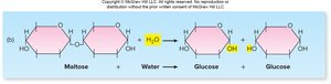 Hydrolysis reaction breaking maltose into glucose