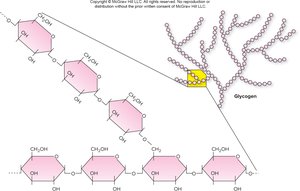 Structure of glycogen, a branched glucose polymer