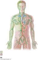 Diagram of the human lymphatic system
