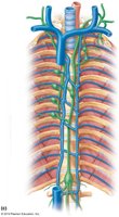 Lymphatic vessels of the thorax