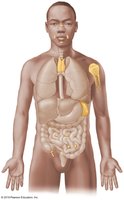 Major lymphatic organs in the human body