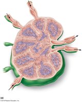 Lymph node structure