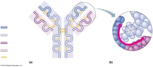 Antibody structure diagram