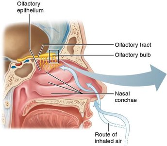 Anatomy of the olfactory system showing the olfactory epithelium, olfactory bulb, tract, and nasal conchae