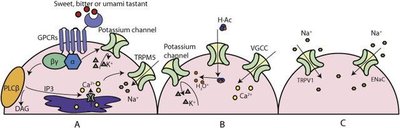 Diagram of taste receptor cell signaling for sweet, bitter, umami, salty, and sour modalities
