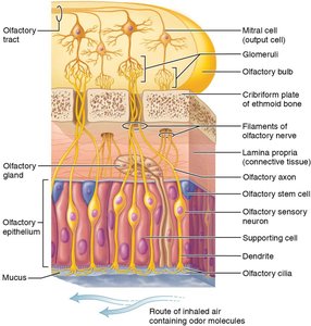 Detailed structure of the olfactory epithelium and olfactory bulb, showing receptor cells, supporting cells, and neural pathways